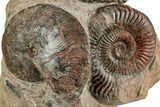 Free-Standing Fossil Ammonite (Hammatoceras) Pair - France #227342-1